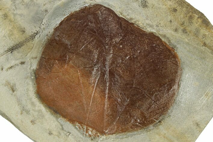 Fossil Leaf (Zizyphoides) - Montana #305977